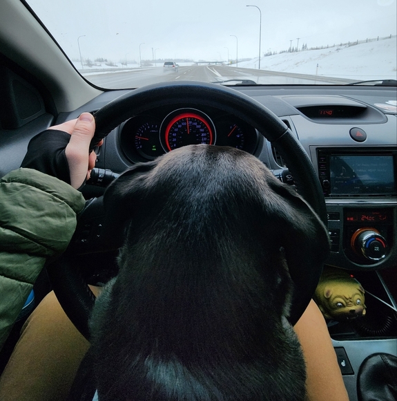 Meet your Posher, Ralph - Picture 1 of 1